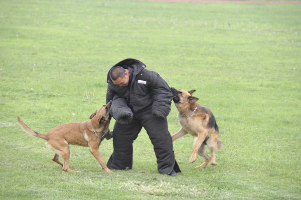Police dogs attack a 'target' during training at a police dog training base in Beijing, July 11, 2011. The base was open to a media visit on Monday. Police dogs show off their skills